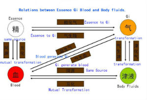 Theory of Qi,Blood,Essence and Body Fluids