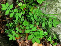 a shrub of Agrimonia pilosa Ledeb. with many green leaves grow near to a stone in woods