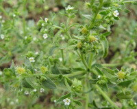 Carpesium abrotanoides L.:pianta in fiore