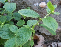 Carpesium abrotanoides L.:plante en croissance