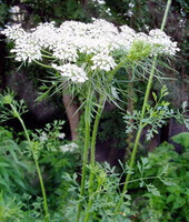 flowering plants of Daucus carota L. with small white flowers grow in field