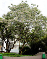 a big flowering tree Melia azedarach L with many small flowers grows in garden