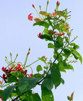 Quisqualis indica L.:arbre en fleurs