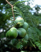 Torreya grandis Fort:fruits verts sur les branches