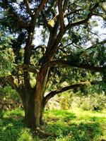 Torreya grandis Fort: дерево