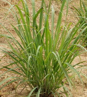 Cymbopogon citratus DC.Stapf.:plante en croissance