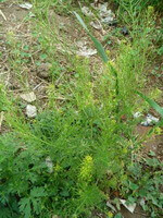 Descurainia sophia L.Webb ex Prantl.:growing plant