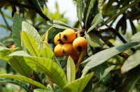 loquat tree,leaves and mature fruits