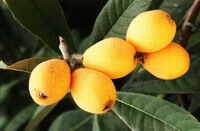 five mature berries growing on a branch of Eriobotrya japonica Thunb.Lindl.