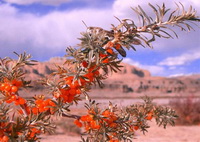 un albero fruttifero di Hippophae rhamnoides L. subsp.yunnanensis Rousi, con foglie