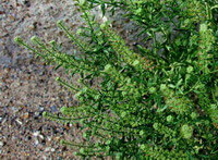 Lepidium apetalum Willd:pianta in crescita