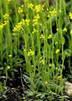 Lepidium apetalum Willd:bloeiende plant