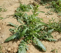 Lepidium virginicum L.:plante en croissance