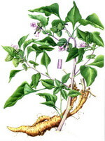 Physochliaina infundibularis Kuang.:tegning af plante og urter
