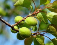 plusieurs fruits verts de Prunus armeniaca L.var.ansu Maxim poussant sur des branches