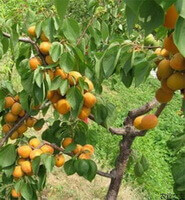 frutti gialli maturi di mandorla che crescono su albero di Prunus armeniaca L