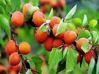 frutti maturi di colore arancione di Prunus mandshurica Maxim.Koehne che crescono sui rami