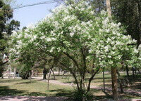 et blomstrende træ af Syringa reticulata med hvide blomster