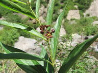 Cynanchum glaucescens Decne.Hand.Mazz.:plant and leaves