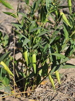 Cynanchum stauntoni Decne.Schltr.Ex Levl.:pianta in crescita