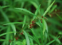 Cynanchum stauntoni Decne.Schltr.Ex Levl.:Pflanze und Blätter