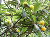 Eriobotrya japonica Thunb.Lindl.:fruiting tree