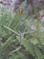 Fritillaria cirrhosa D.Don var. ecirrhosa Franch.:flowering plant