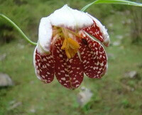 Fritillaria pallidiflora Schrenk:plante à fleurs 02