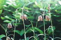 Fritillaria ussuriensis Maxim:plante à fleurs
