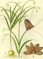 Fritillaria ussuriensis Maxim:disegno di pianta ed erba