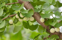 Ginkgo biloba Baum und grüne Früchte