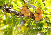 Ginkgo biloba tree and ripe fruit