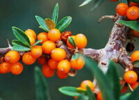 Hippophae rhamnoides L.:fruiting tree with leaves