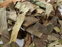Loquat Leaf:herb photo