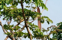 Oroxylum indicum:Baum mit Schoten.