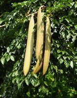 Oroxylum indicum L. Vent.:arbre avec des cosses 01