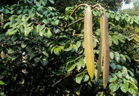 Oroxylum indicum L. Vent.:albero con baccelli 02
