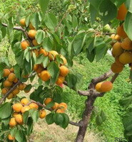 Prunus armeniaca L.:ripe fruits on tree