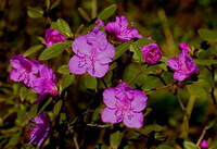 Rhododendron dauricum L.:pianta in fiore