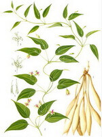 Stemona japonica Bl.Miq.:Zeichnung von Pflanze und Wurzel