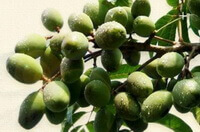 Sterculia lychnophora Hance.:i frutti crescono sull albero