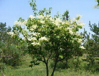 Syringa reticulata:albero in fiore