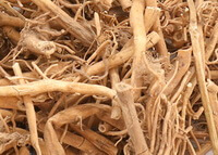 rhizome d hirondelle de Willowleaf:photo d herbe