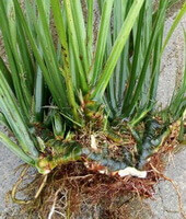 Acorus tatarinowii Schott.:rhizome frais avec plante