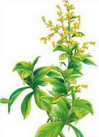 Blumea balsamifera DC.:tegning af blomstrende plante