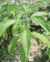 Blumea balsamifera DC.:pianta in crescita