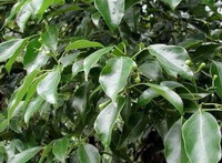 Cinnamomum camphora L.presl.:albero che cresce