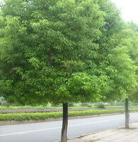 Cinnamomum camphora L.presl.:albero che cresce