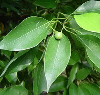 Cinnamomum camphora L.presl.:arbre qui pousse