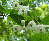 Styrax benzoin Dryand.:blomstrende træ